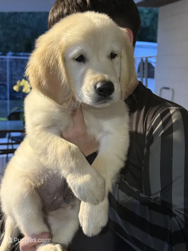 Bruno  – Golden Retriever puppy for sale in Ocala, FL
