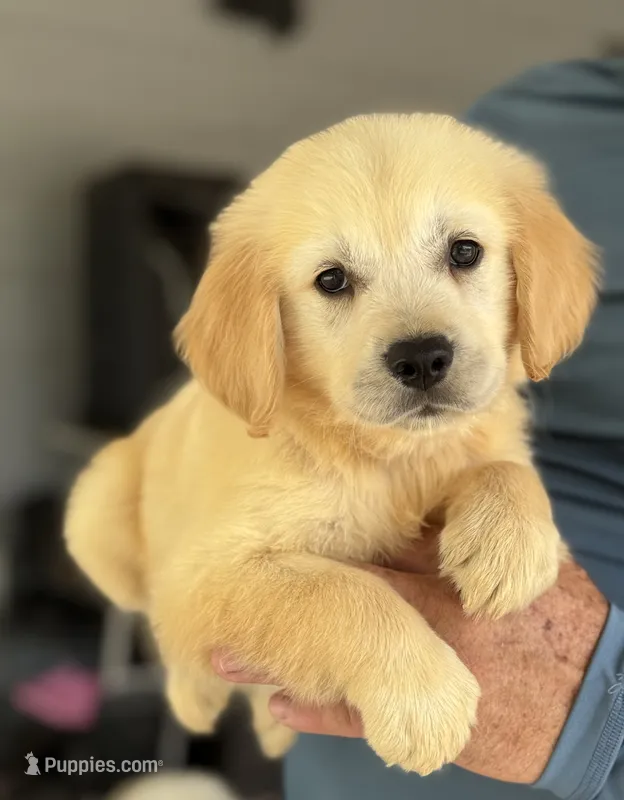 Sam – Golden Retriever puppy for sale in Ocala, FL