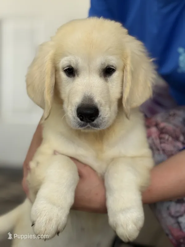 Aquile – English Cream Golden Retriever puppy for sale in Ocala, FL
