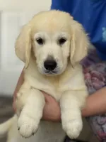 Aquile, a male English Cream Golden Retriever for sale in Ocala, FL – 1 of 1