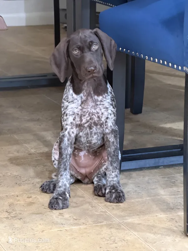 Luna – German Shorthaired Pointer puppy for sale in Ocala, FL