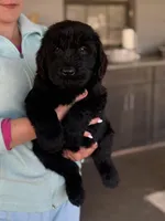 Sonja, a female Giant Schnauzer for sale in Ocala, FL – Photo 2 of 3