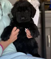 Sonja, a female Giant Schnauzer for sale in Ocala, FL – Photo 1 of 3