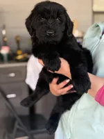 Sonja, a female Giant Schnauzer for sale in Ocala, FL – Photo 3 of 3