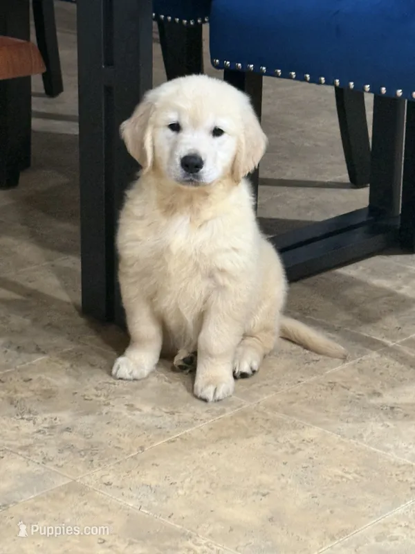 Linda – Golden Retriever puppy for sale in Ocala, FL