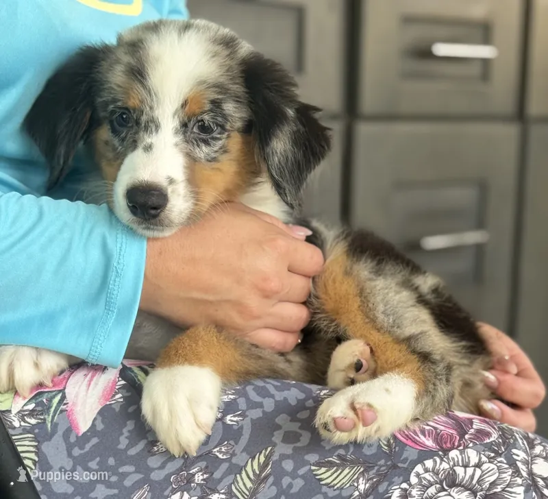 Blue – Australian Shepherd puppy for sale in Ocala, FL