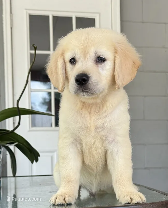 Sam – Golden Retriever puppy for sale in Ocala, FL