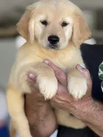 Bruno, a male Golden Retriever for sale in Ocala, FL – 3 of 3