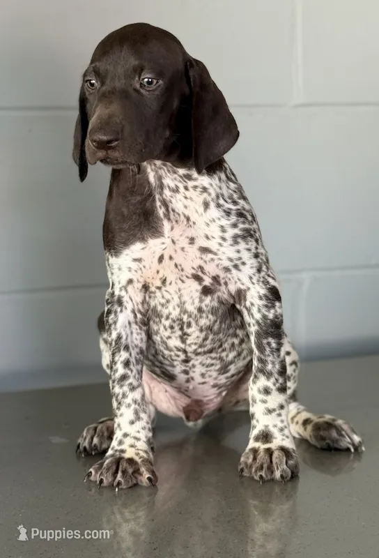 Sami – German Shorthaired Pointer puppy for sale in Ocala, FL