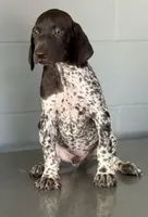 Sami, a male German Shorthaired Pointer for sale in Ocala, FL – 1 of 1
