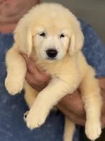 Aquile, a male Golden Retriever for sale in Ocala, FL – 3 of 3