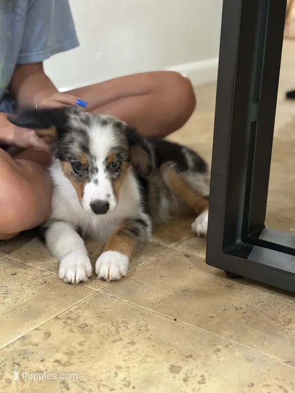 Blue – Australian Shepherd puppy for sale in Ocala, FL