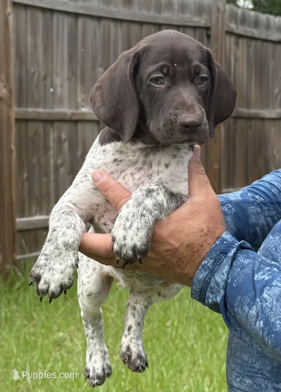Zoey – German Shorthaired Pointer puppy for sale in Ocala, FL