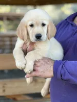 Dragon , a male Golden Retriever for sale in Ocala, FL – 1 of 3