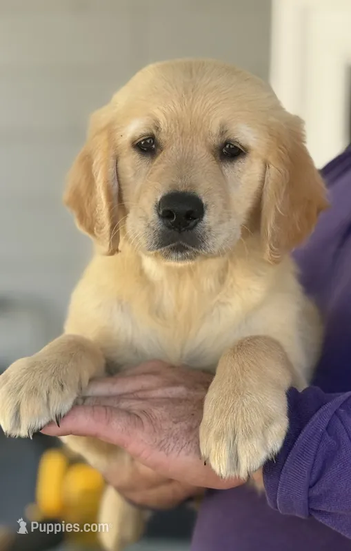Bruno – Golden Retriever puppy for sale in Ocala, FL