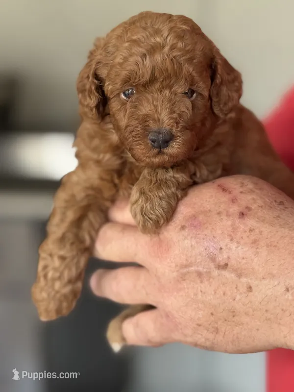 Coco – Poodle - Toy  puppy for sale in Ocala, FL