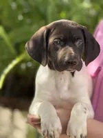 Lucas, a male German Shorthaired Pointer for sale in Ocala, FL – Photo 1 of 2
