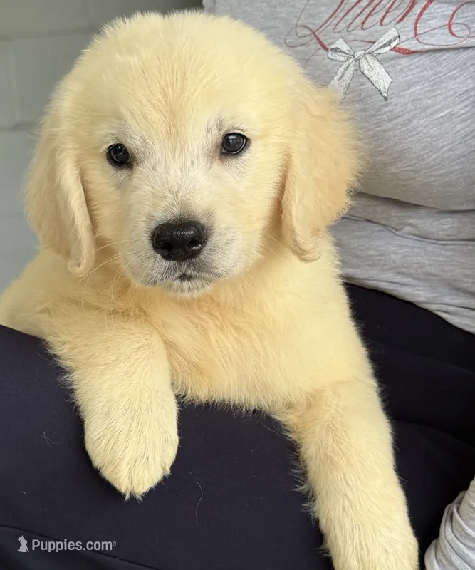 Sam – Golden Retriever puppy for sale in Ocala, FL