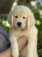 Aquile, a male English Cream Golden Retriever for sale in Ocala, FL – 4 of 5