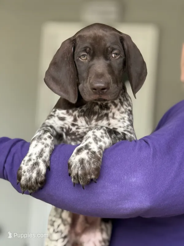 Sami – German Shorthaired Pointer puppy for sale in Ocala, FL
