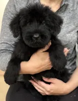 Sonja, a female Giant Schnauzer for sale in Ocala, FL – 2 of 3