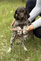 Zoey, a female German Shorthaired Pointer for sale in Ocala, FL – 1 of 2