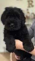 Dragon, a male Giant Schnauzer for sale in Ocala, FL – 3 of 3