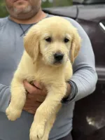 Luna, a female Golden Retriever for sale in Ocala, FL – 2 of 3