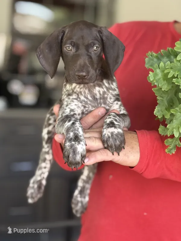 Sami – German Shorthaired Pointer puppy for sale in Ocala, FL