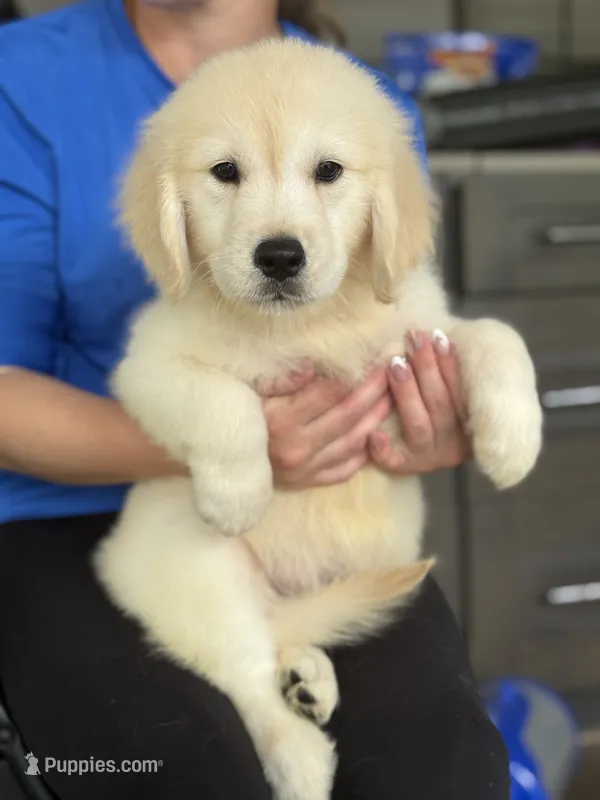 Bruno  – Golden Retriever puppy for sale in Ocala, FL