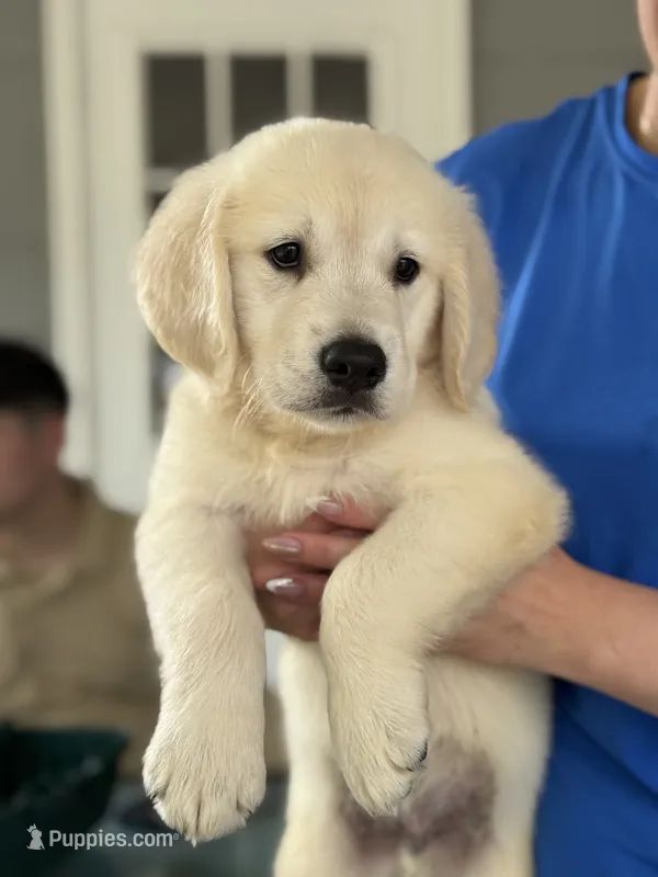 Bruno  – Golden Retriever puppy for sale in Ocala, FL