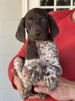 Sami, a male German Shorthaired Pointer for sale in Ocala, FL – 1 of 1