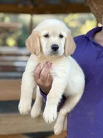 Dragon , a male Golden Retriever for sale in Ocala, FL – 3 of 3