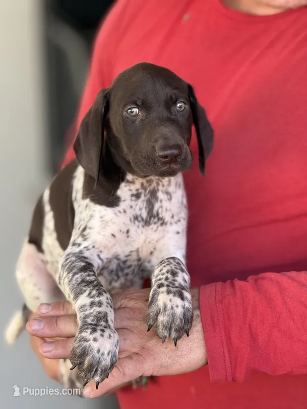 Sam – German Shorthaired Pointer puppy for sale in Ocala, FL