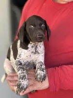 Sam, a male German Shorthaired Pointer for sale in Ocala, FL – 1 of 2