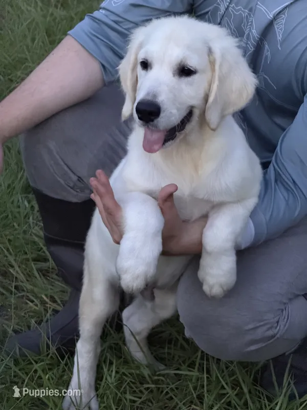 Aquile – English Cream Golden Retriever puppy for sale in Ocala, FL