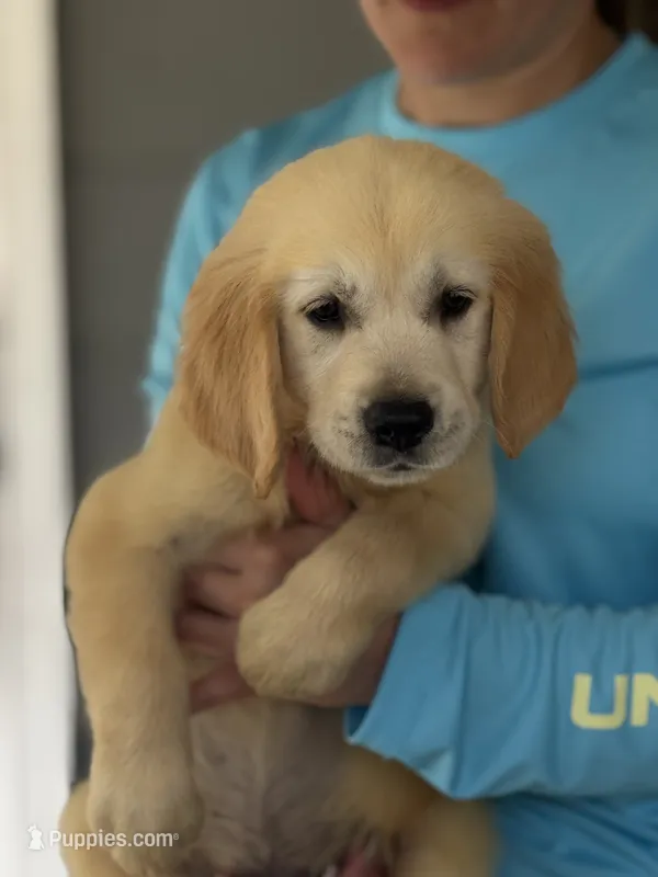Sam – Golden Retriever puppy for sale in Ocala, FL