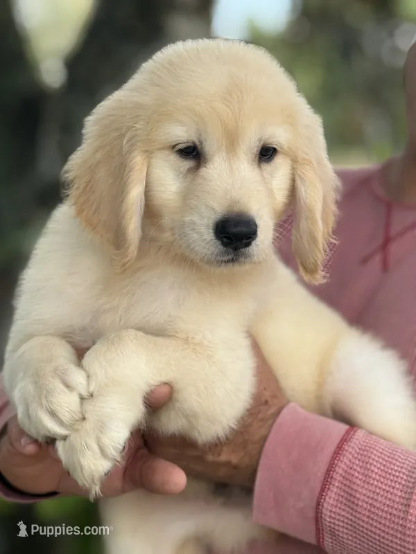 Lucas – Golden Retriever puppy for sale in Ocala, FL