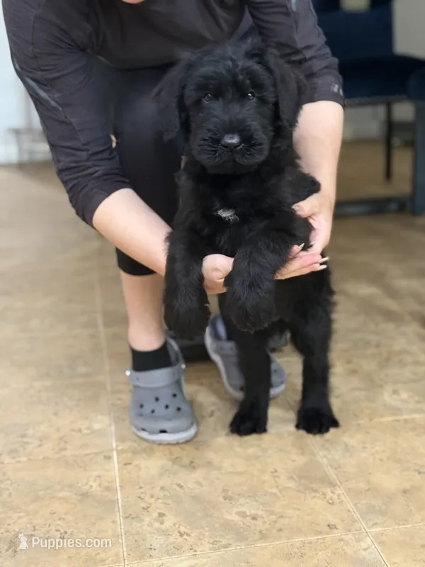 Dragon – Giant Schnauzer puppy for sale in Ocala, FL