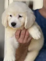 Aquile, a male English Cream Golden Retriever for sale in Ocala, FL – 5 of 5