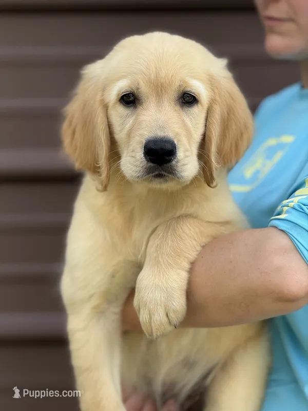 Dragon  – Golden Retriever puppy for sale in Ocala, FL