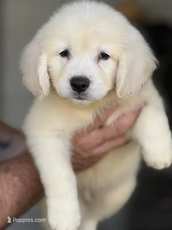 Lucas – Golden Retriever puppy for sale in Ocala, FL