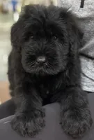 Dragon, a male Giant Schnauzer for sale in Ocala, FL – 2 of 3