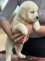 Mila, a female English Cream Golden Retriever for sale in Ocala, FL – 1 of 3