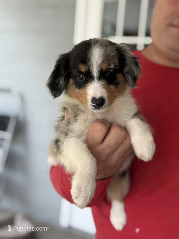 Blue – Australian Shepherd puppy for sale in Ocala, FL