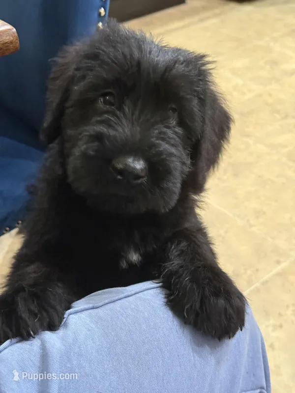 Sonja – Giant Schnauzer puppy for sale in Ocala, FL