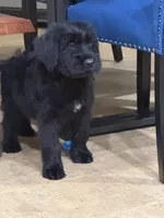 Sonja, a female Giant Schnauzer for sale in Ocala, FL – Photo 2 of 2