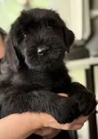 Dragon, a male Giant Schnauzer for sale in Ocala, FL – 1 of 3