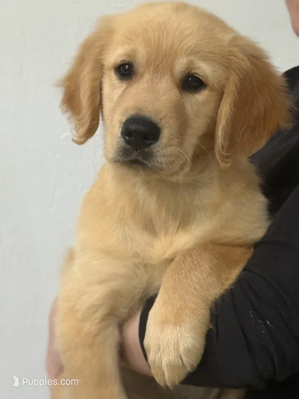 Lucas – Golden Retriever puppy for sale in Ocala, FL