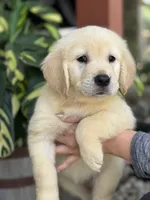 Luna, a female Golden Retriever for sale in Ocala, FL – 2 of 3